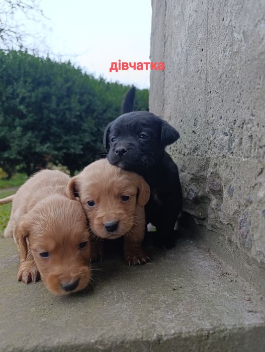 Віддам цуценят у добрі руки
