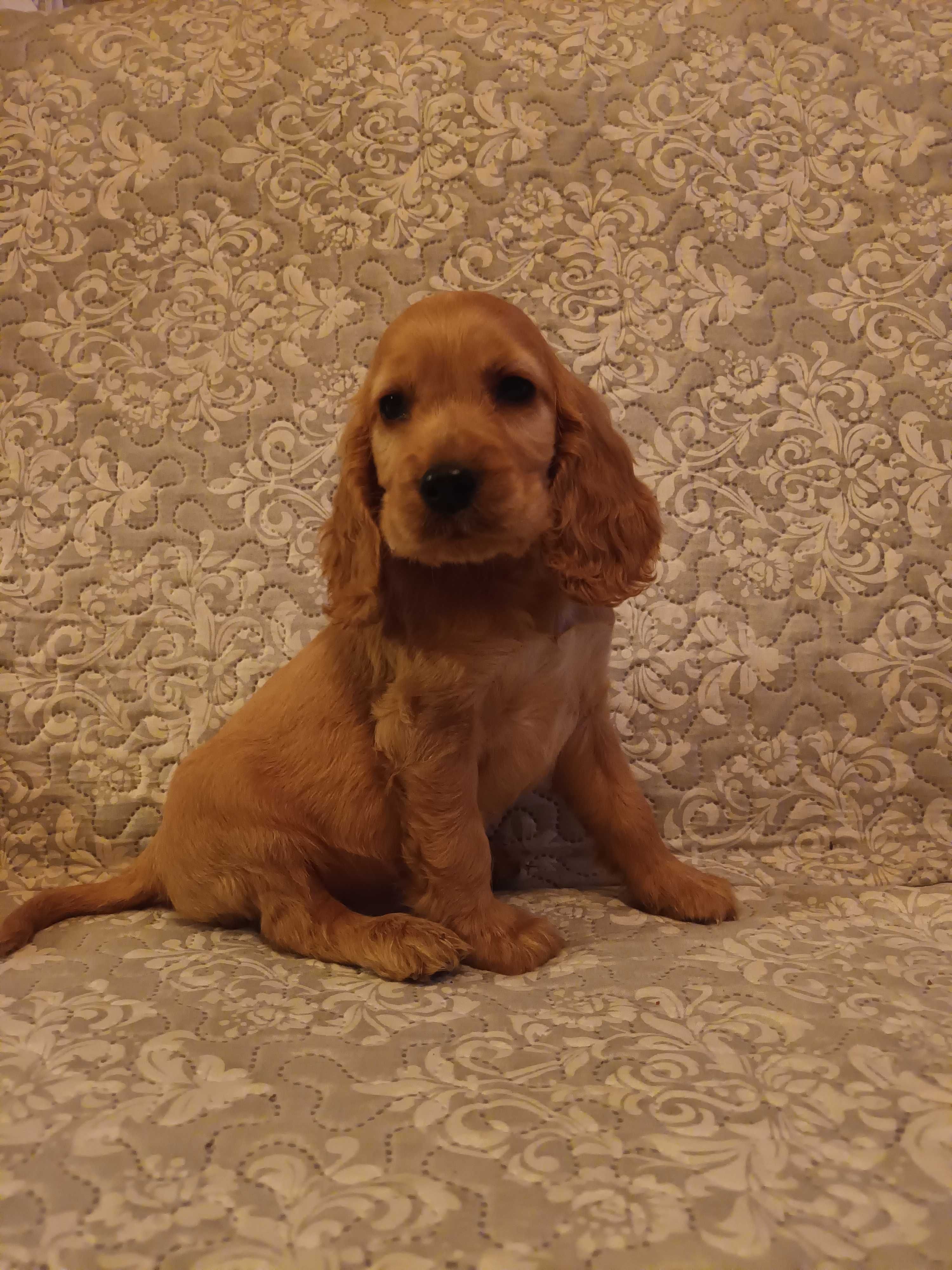 Cocker spaniel szczeniak gotowy do odbioru