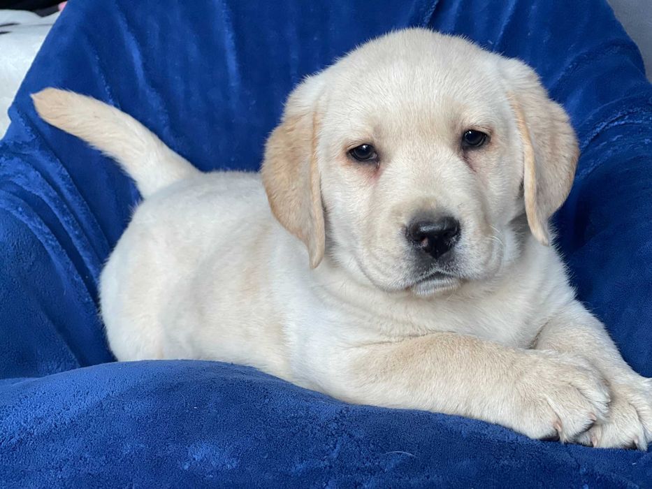 Labrador retriever , labradory biszkoptowe- metryka