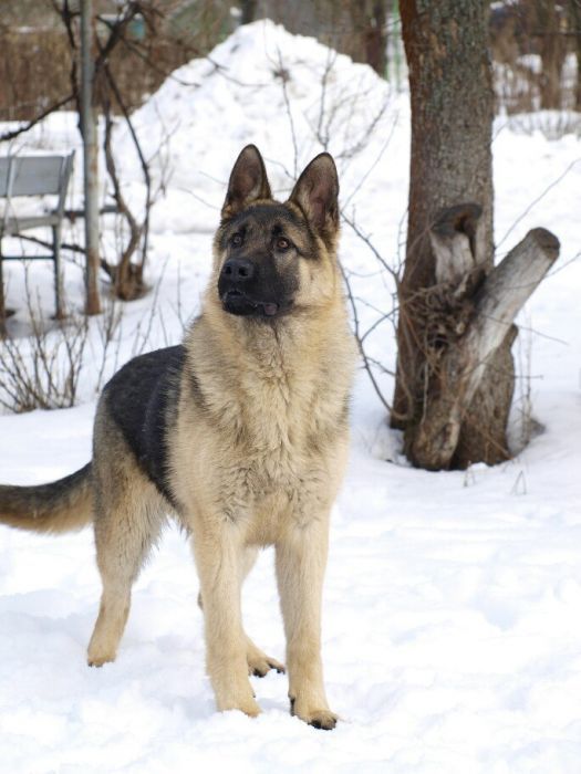 Кабель немецкой овчарки приглашает девочек для вязки