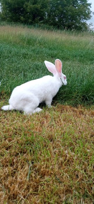 Кролики термонська біла