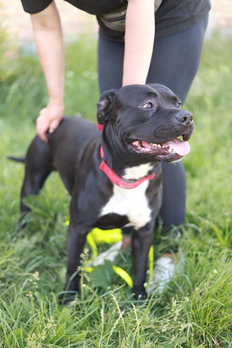 Hej to ja Maxim, co tak tylko patrzysz? weź mnie do domu :-)