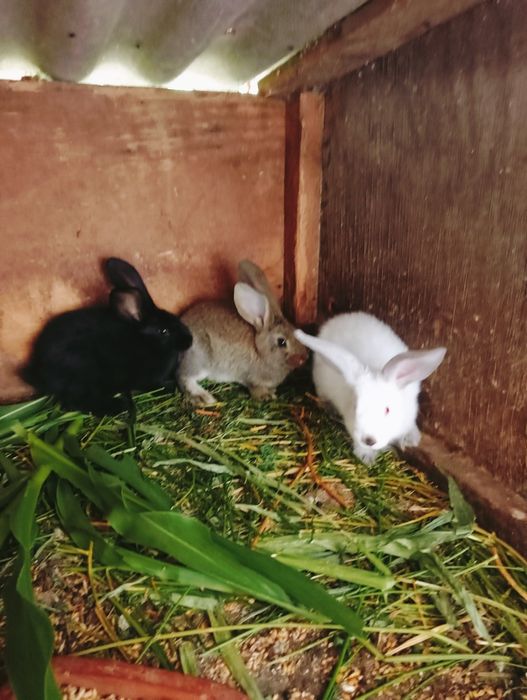 Trzy króliki do dalszego chowu zapraszam zainteresowanych