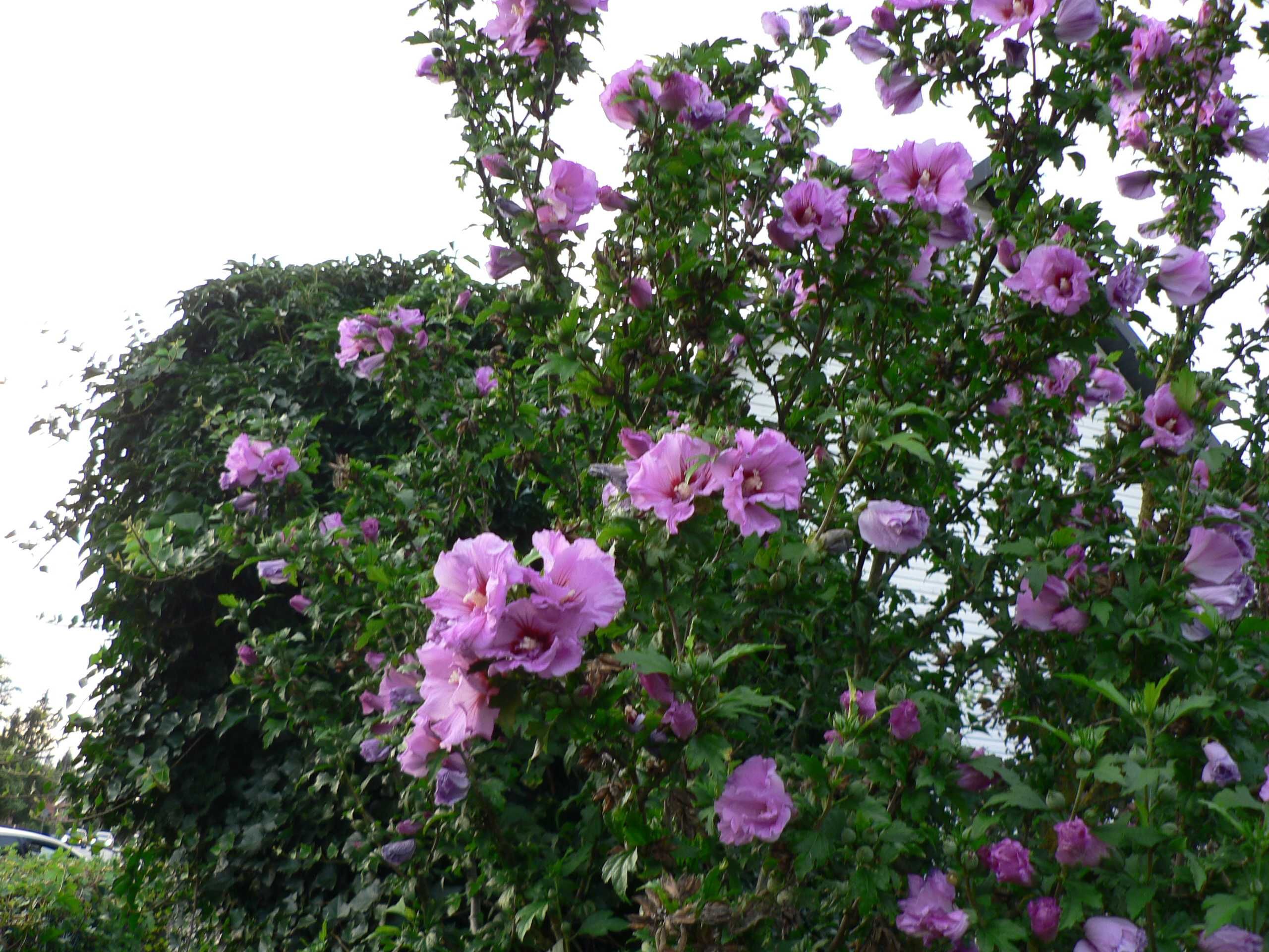 Hibiskus różowy i biały