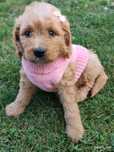 Mini Goldendoodle F1b SUCZKA ostatnia
