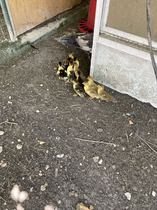 Patos para mudar de capoeira