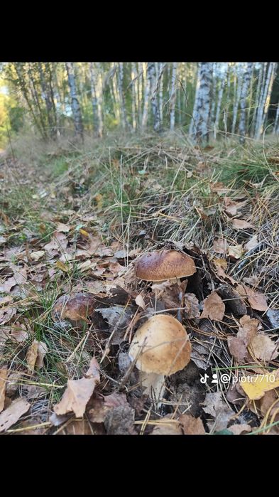 Grzyby marynowane domowe . Kurka 315ml.