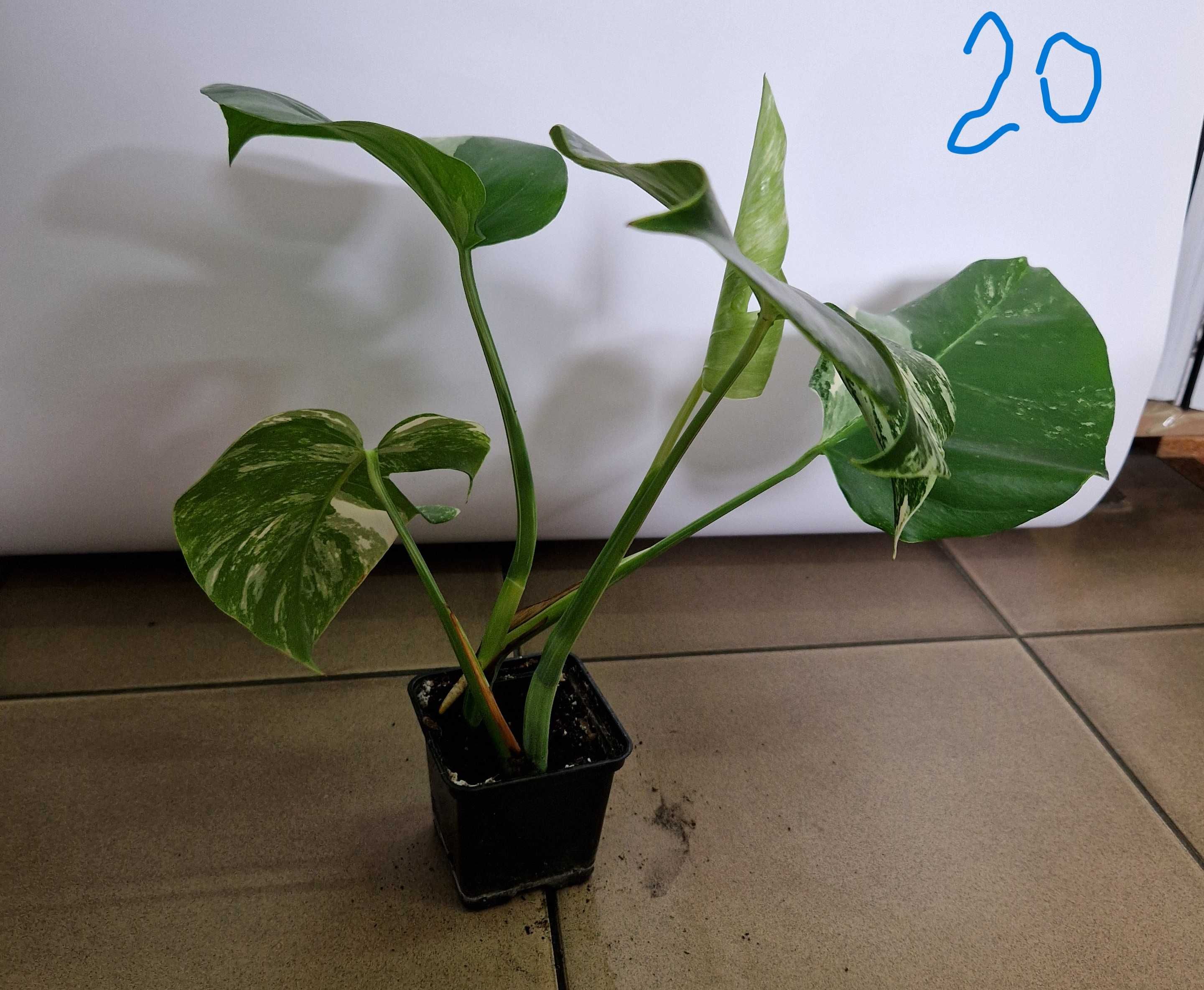 Monstera variegata Dwie rośliny w jednej doniczce