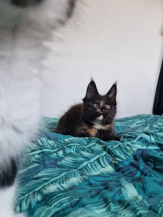 Maine Coon kotka kocięta