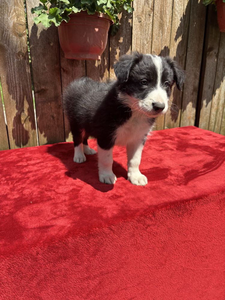 Border collie- piesek
