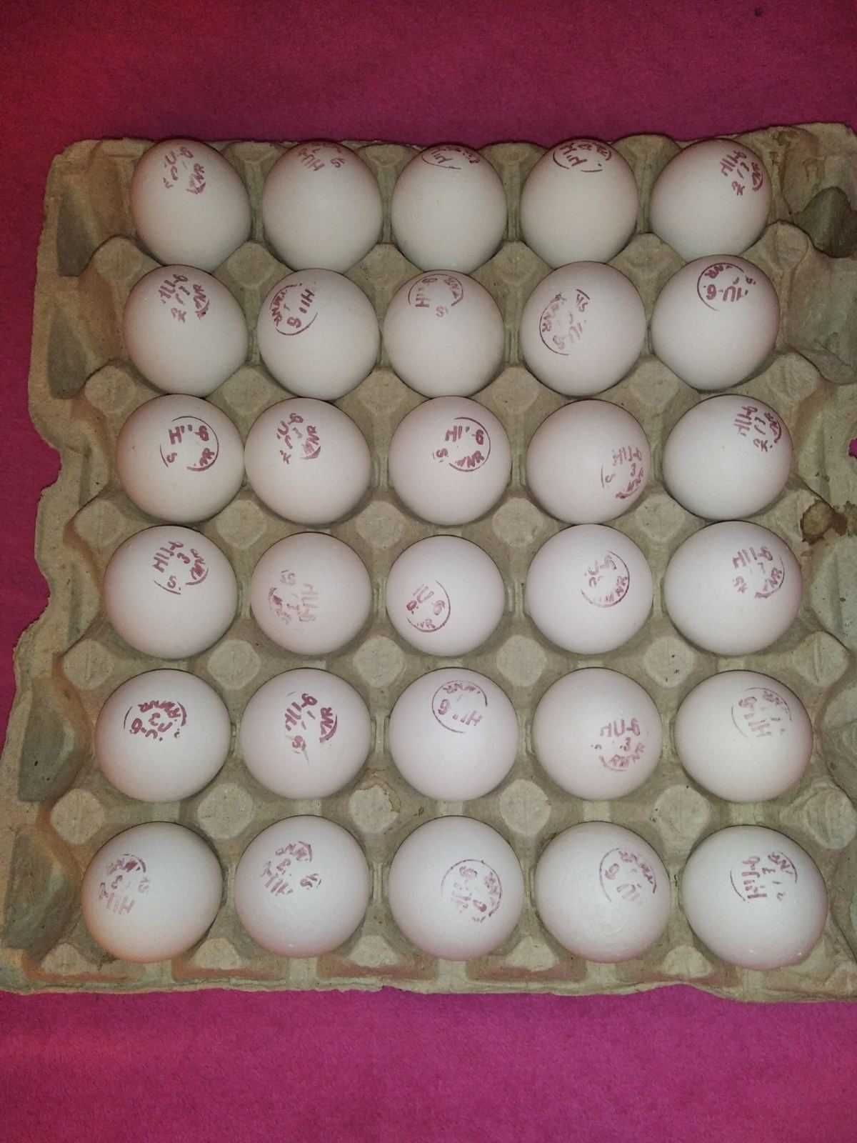Інкубаційне яйце бройлера Україна та імпорт