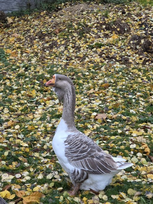 Chołmogory , gęsi chołmogorskie