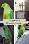 Vendo Ring Neck Domesticado