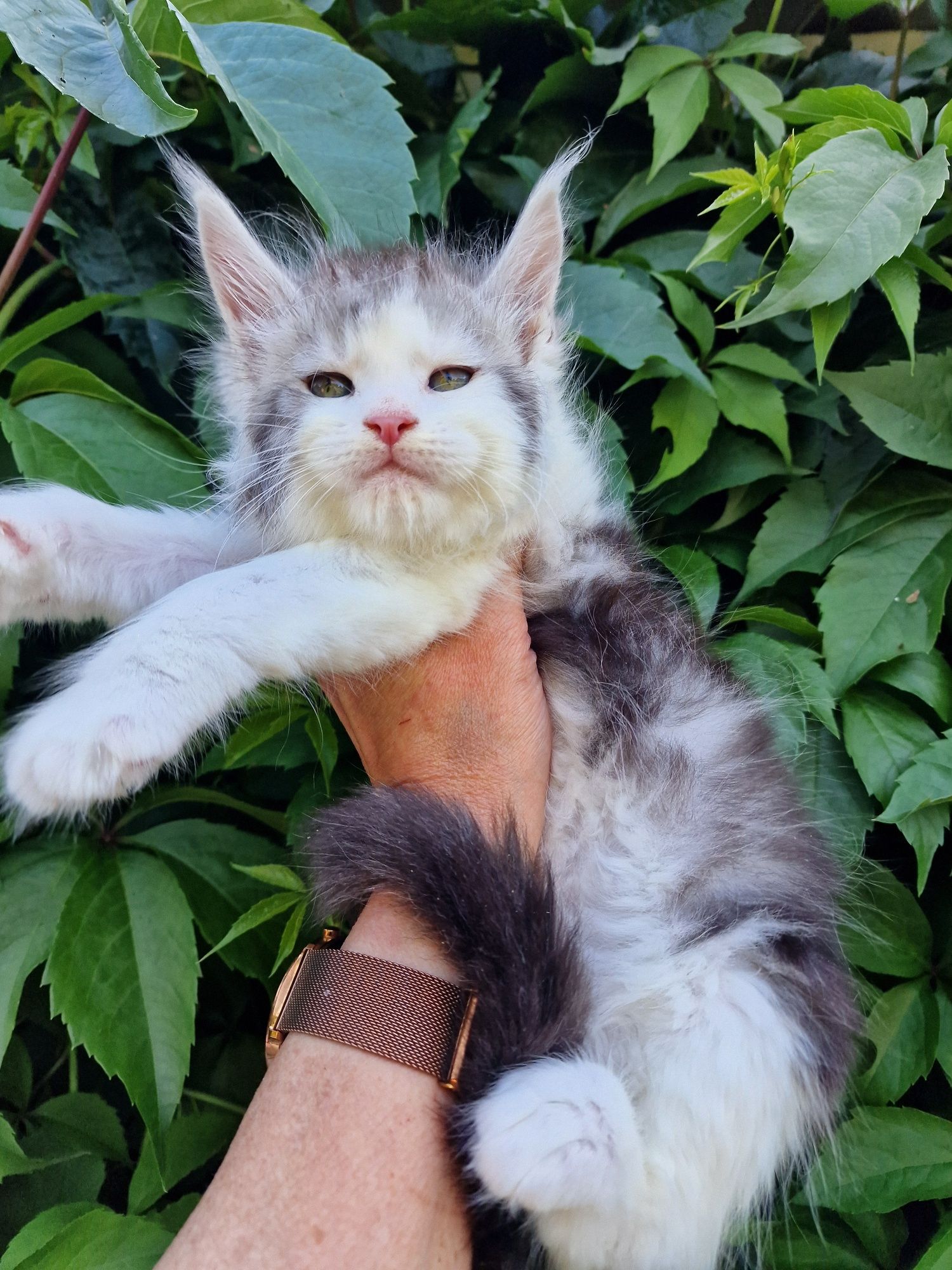 Maine coon kocur do hodowli kocurek kocieta