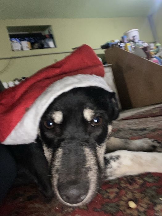 Відаю дівчинку з вакцинами 4 місяці «Альфа»