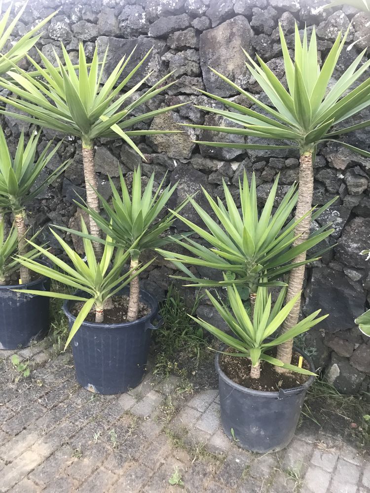 Yucca elephantipes (1,50 m)