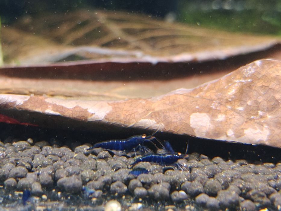 Krewetki Caridina Royal Blue Tiger OE