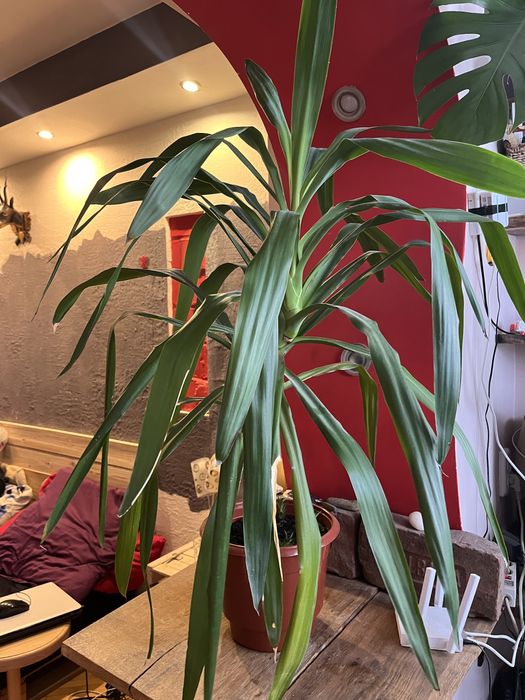 Юка кімнатна