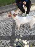 Doar cadelinha com vacinação com chip e esterilizada