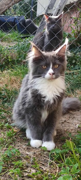 Niebieski z białym Maine Coon Rodowód FPL