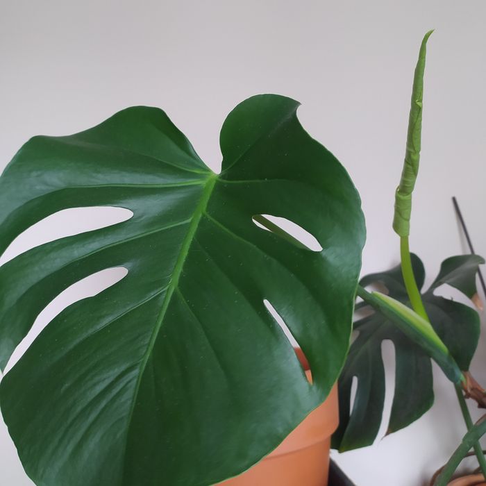 Kwiat monstera dziurawa