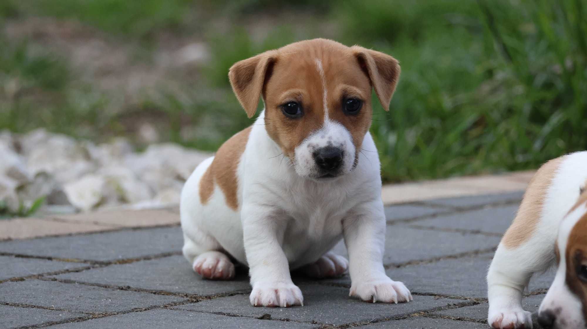 Jack Russell Terrier / BREFIO- SUCZKA nr 1