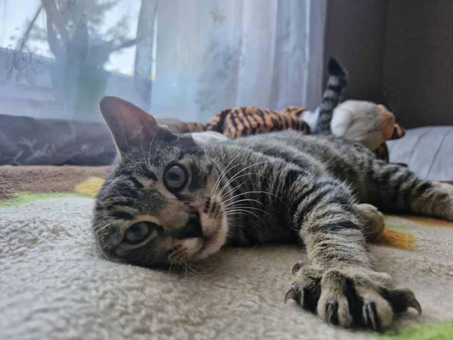 Glorek miziasty kociak szuka domu