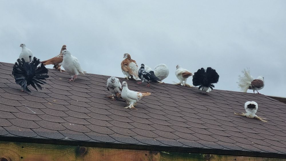 Gołębie ozdobne winerki pawie wiedynki itp