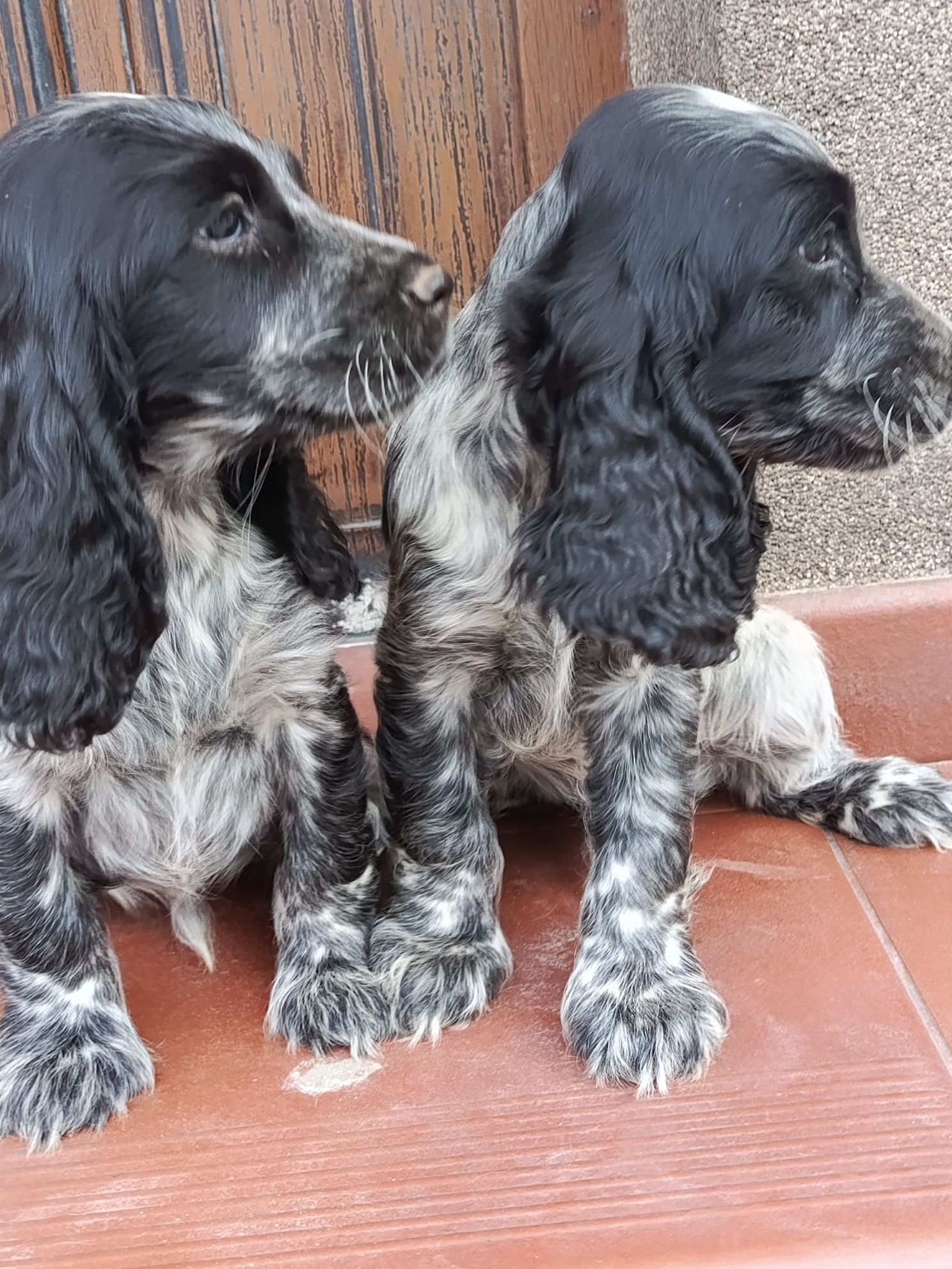 Piesek Cocker Spaniel