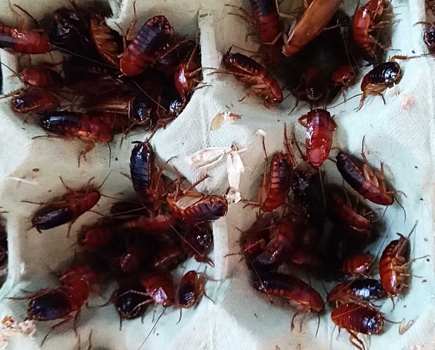 Karaczan turecki  - 25 szt (plus , minus)