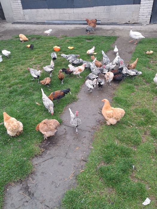 Kury ozdobne, sprzedam