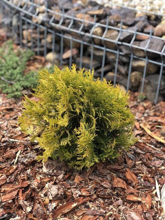 Thuja DANICA AUREA w doniczce 20-25 cm