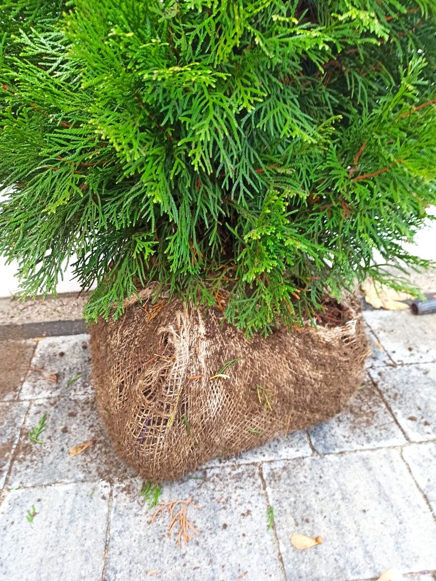 Tuja Thuja SZMARAGD z gruntu! 80-100 cm Gęsta! Polski produkt