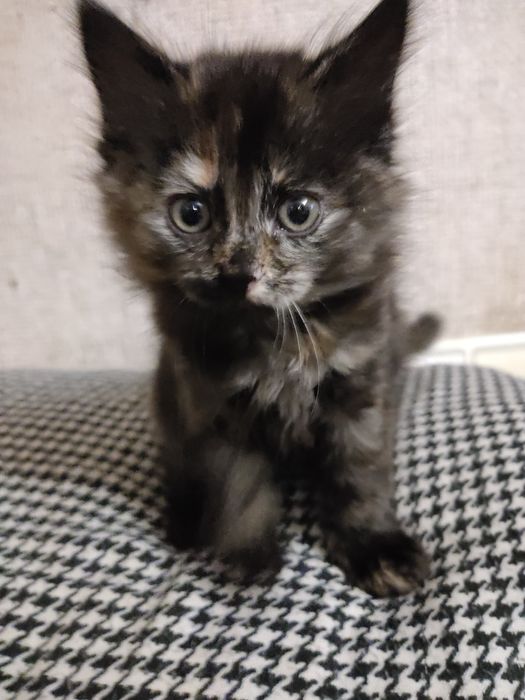 Віддам котиків в добрі руки