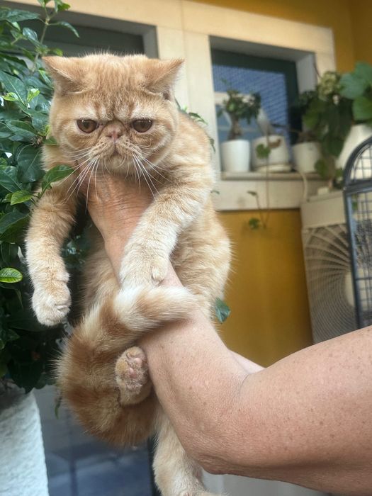 Gato Exotico Vermelho