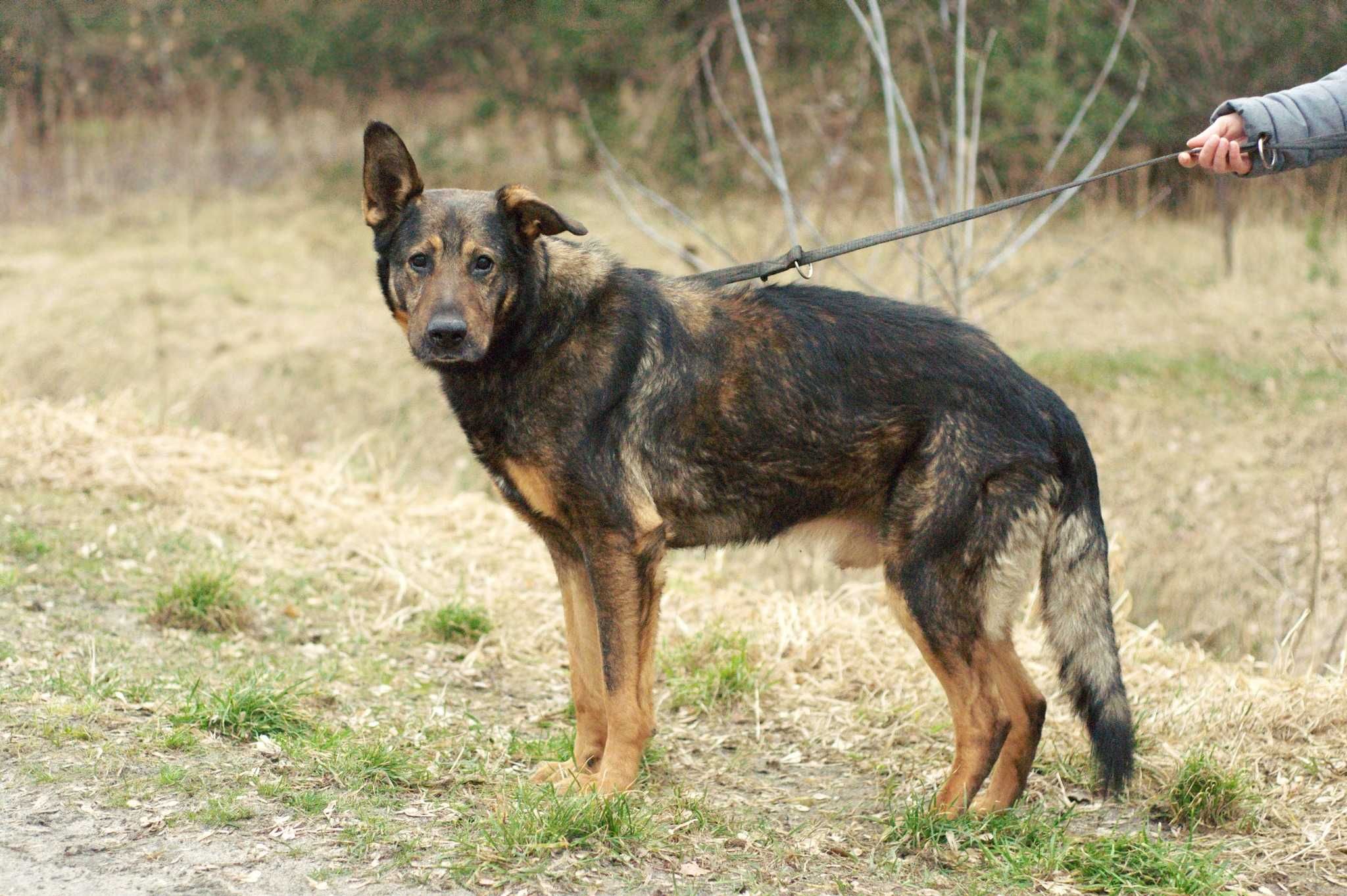 VULTO - najłagodniejszy olbrzymek w schronisku, psiak do pokochania