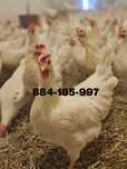 Młode nioski odchowane Leghorn Sendi Tintet z Jajkiem dowóz Gratis