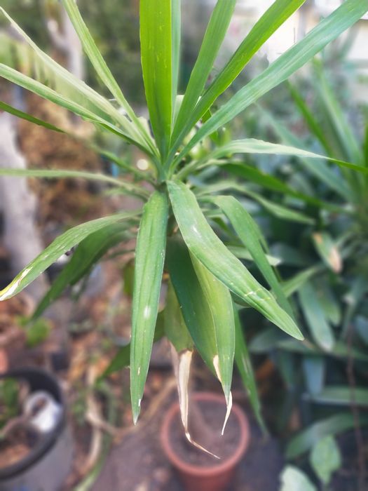 Yucca ou lírio de palmeira