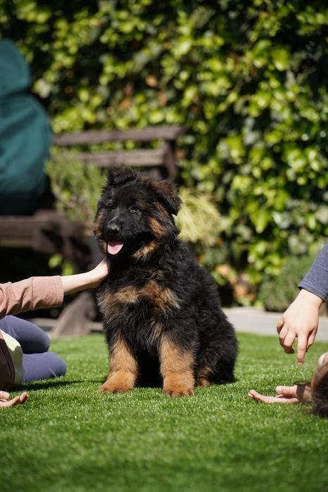 Owczarek Niemiecki Długowłosy FCI