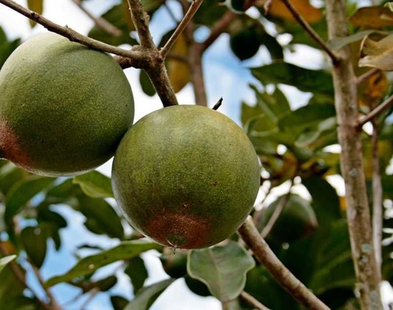 Árvore LÚCUMA Baunilha SUPER FRUTO - portes grátis