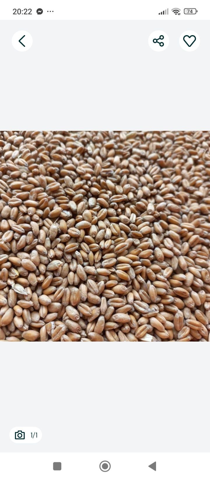Продам пшиницю гарну