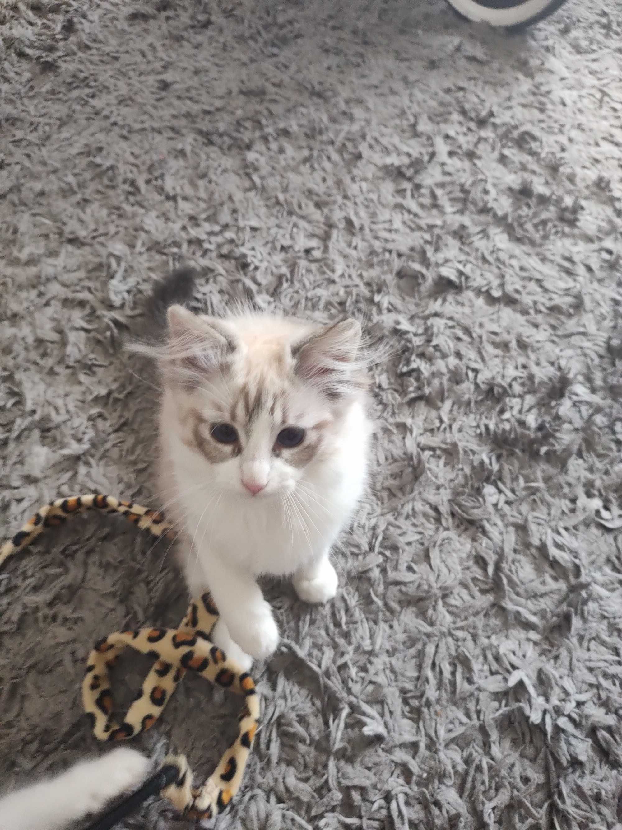 Ragdoll śliczna kotka lynx