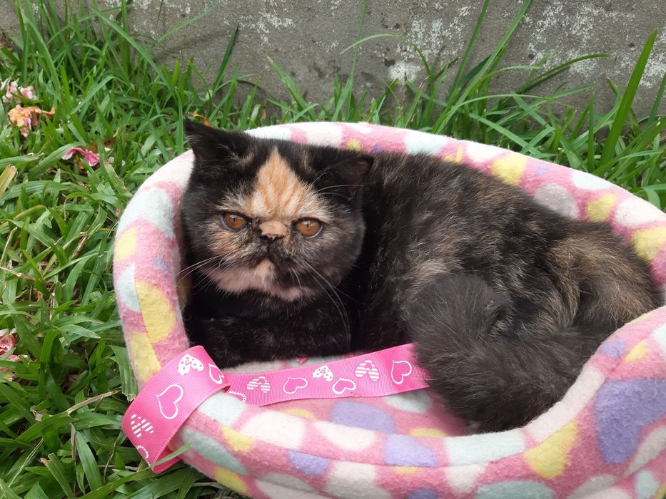 Gatinha tartaruga exótica