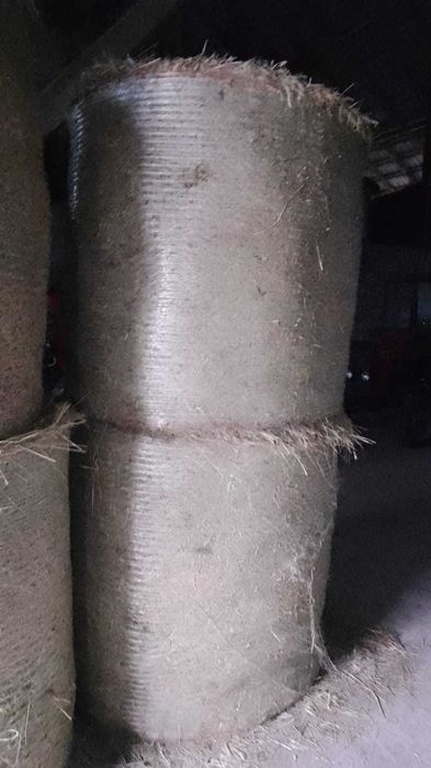 Siano w belach 120 x 120 SUCHE!!!