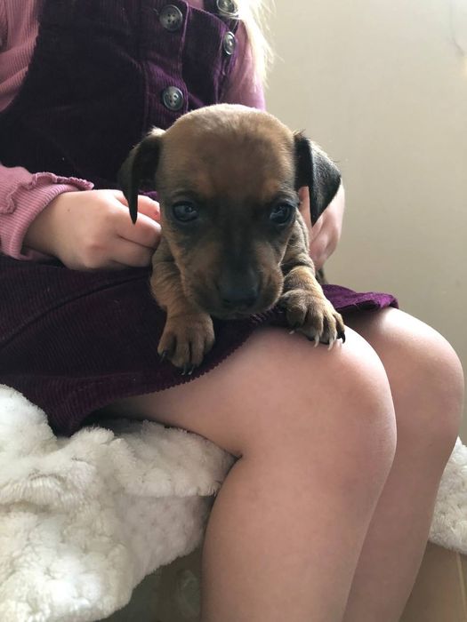 Малюки метиси такси