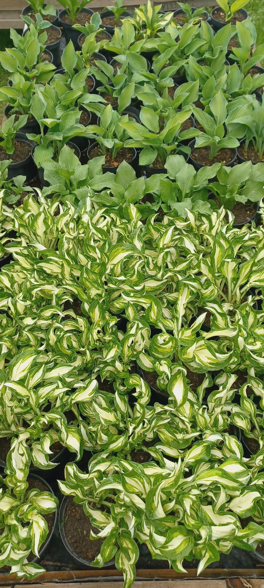 Hosta / Funkia do ogrodu