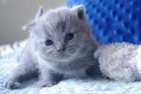 Kotek brytyjski niebieski ZAK. Odbiór początek lipca