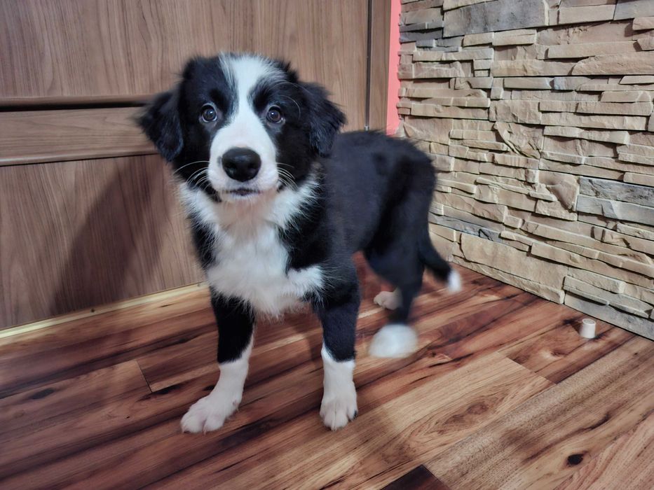 Border Collie piękny szczeniak piesek czarno - biały:-) cud natury