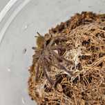 Pterinochilus murinus “usambara L3/4