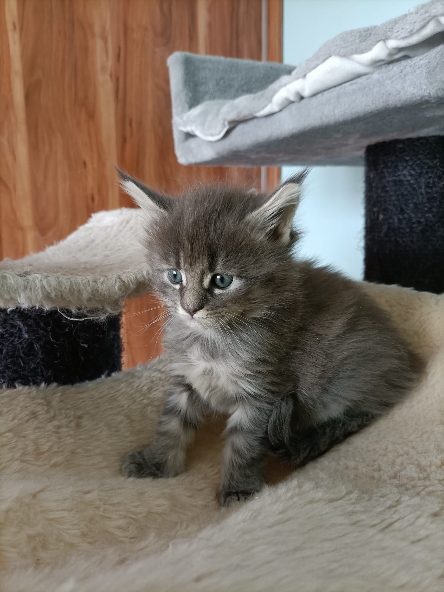 Maine coon kocurek